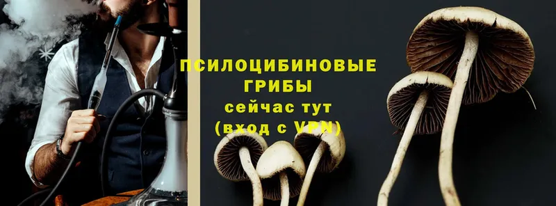 Галлюциногенные грибы Psilocybe  Зеленодольск 